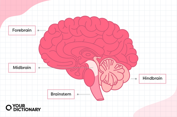 Diagram of the 4 main parts of the brain from the article.